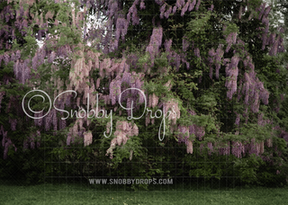 Real Wisteria Bush Fabric Backdrop-Fabric Photography Backdrop-Snobby Drops Fabric Backdrops for Photography, Exclusive Designs by Tara Mapes Photography, Enchanted Eye Creations by Tara Mapes, photography backgrounds, photography backdrops, fast shipping, US backdrops, cheap photography backdrops