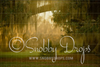 Spanish Moss Trees Fabric Photography Backdrop SMT