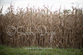 Cornstalk Fabric Backdrop-Fabric Photography Backdrop-Snobby Drops Fabric Backdrops for Photography, Exclusive Designs by Tara Mapes Photography, Enchanted Eye Creations by Tara Mapes, photography backgrounds, photography backdrops, fast shipping, US backdrops, cheap photography backdrops