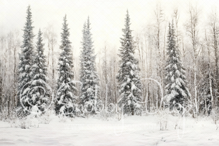 Winter Trees Forest in Snow Fabric Backdrop-Fabric Photography Backdrop-Snobby Drops Fabric Backdrops for Photography, Exclusive Designs by Tara Mapes Photography, Enchanted Eye Creations by Tara Mapes, photography backgrounds, photography backdrops, fast shipping, US backdrops, cheap photography backdrops